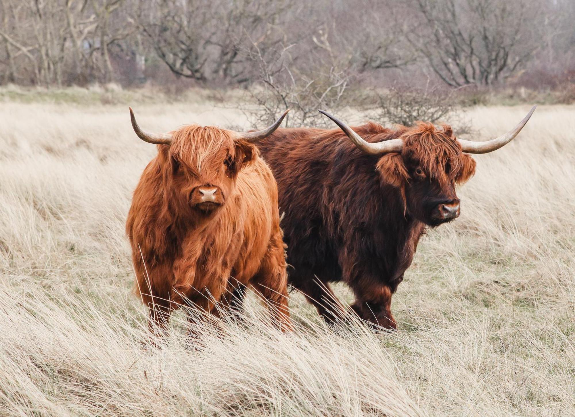 Zoomers Aan Het Bos กัสตรีกุม ภายนอก รูปภาพ